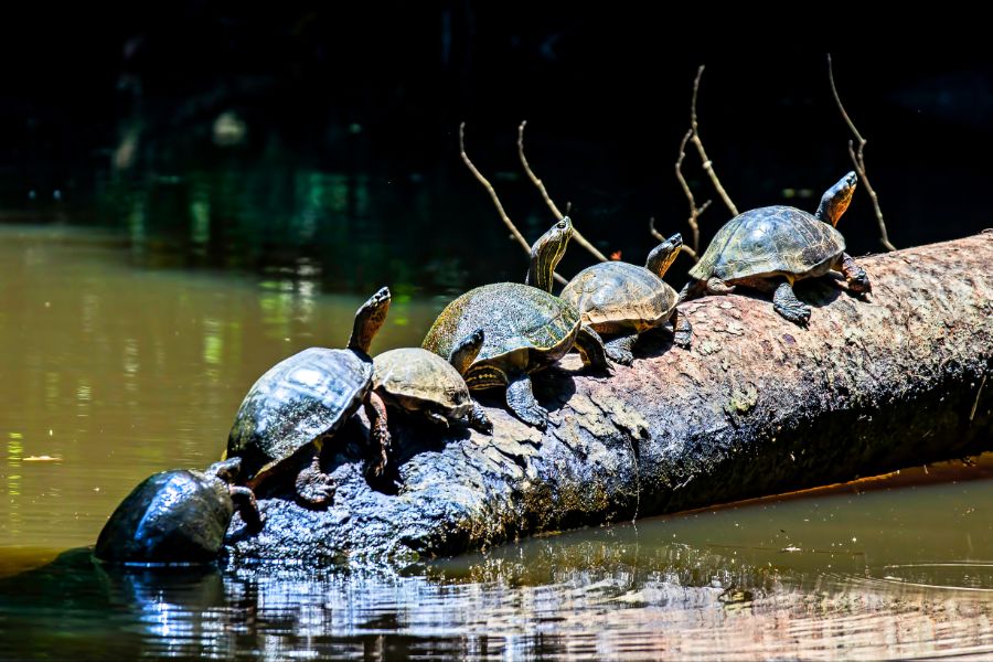 A Nature Lover's Guide to Costa Rica's National Parks