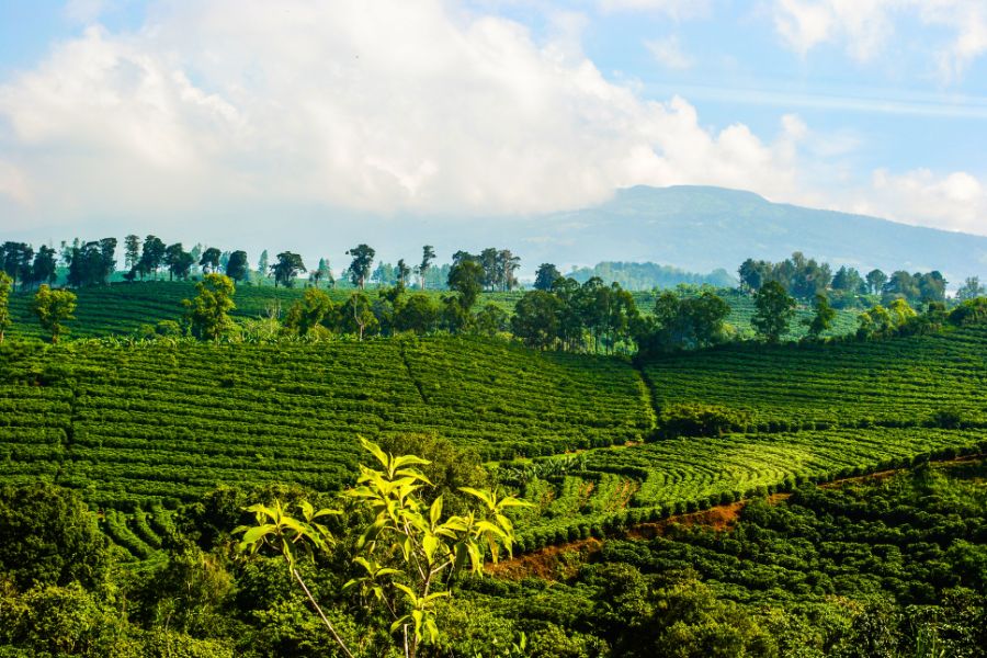 Self-Drive Adventure Through Costa Rica's Coffee Plantations