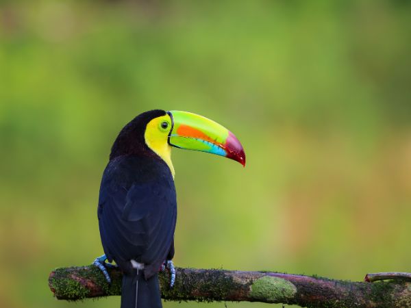 Wildlife Encounters in Costa Rica