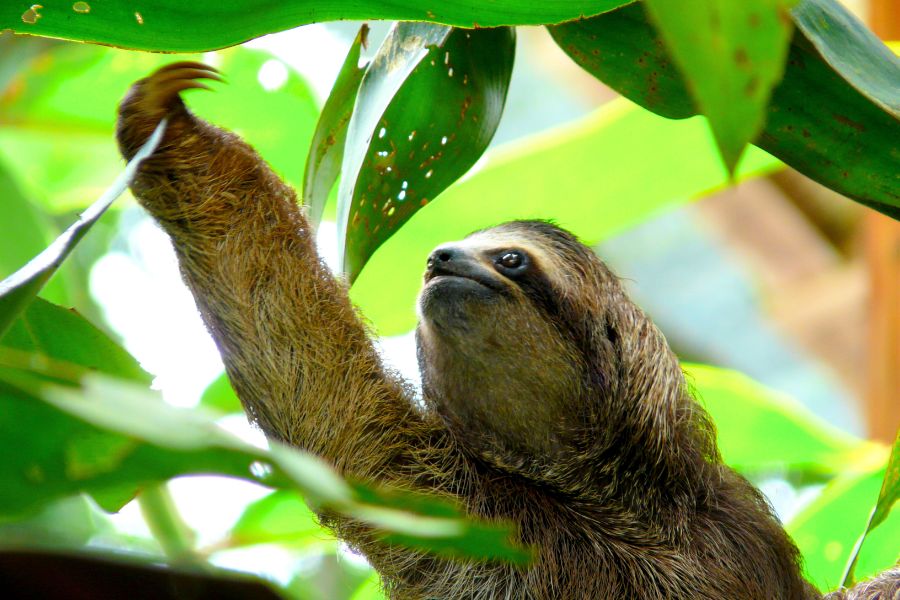 Wildlife Encounters in Costa Rica